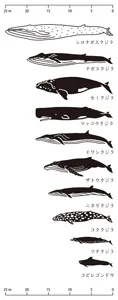 【新登場！信頼の日本製！和柄の雅な手拭い！和布華注染てぬぐい】クジラの寸法